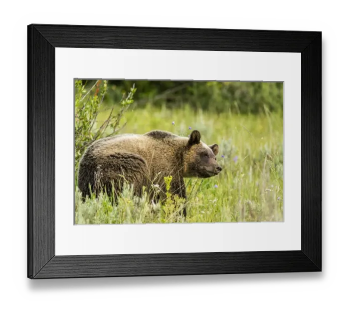 Framed Print : Grizzly bear sow in Grand Teton National Park, Wyoming, USA Framed Print : Grizzly bear sow in Grand Teton National Park, Wyoming, USA