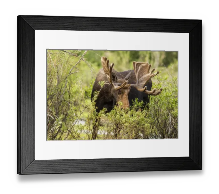 Framed Print : Bull Moose foraging in Grand Teton National Park, Wyoming, USA Framed Print : Bull Moose foraging in Grand Teton National Park, Wyoming, USA