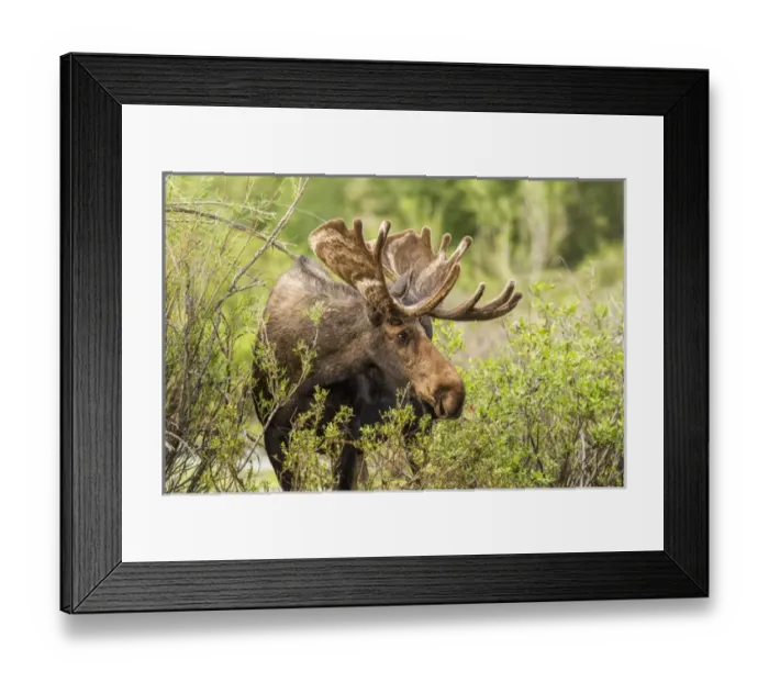 Framed Print : Bull Moose foraging in Grand Teton National Park, Wyoming, USA