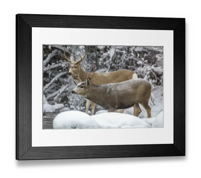 Framed Print : USA, Wyoming, Sublette County, two mule deer bucks come to a river crossing in a Framed Print : USA, Wyoming, Sublette County, two mule deer bucks come to a river crossing in a
