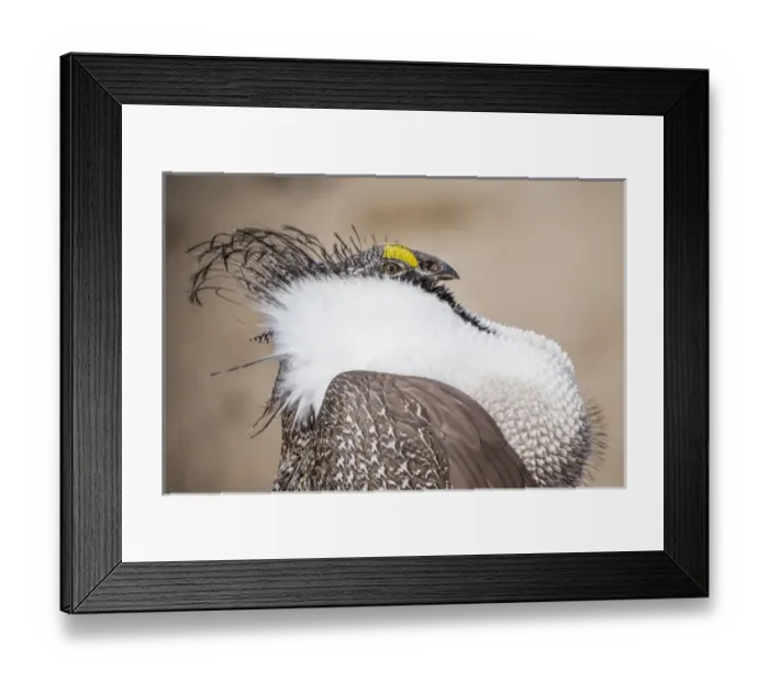 Framed Print : USA, Wyoming, Sublette County, a Greater Sage Grouse displays showing off his headdress Framed Print : USA, Wyoming, Sublette County, a Greater Sage Grouse displays showing off his headdress