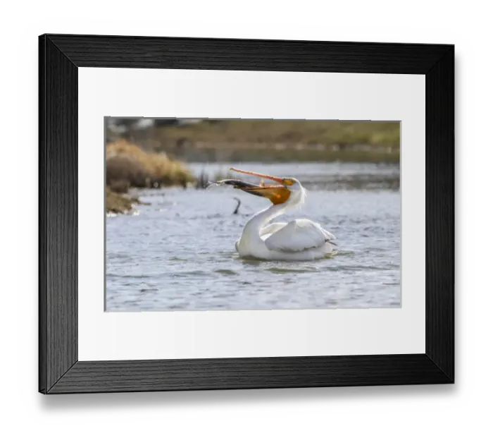 Framed Print : USA, Wyoming, Lincoln County, an American White Pelican catches a large trout in