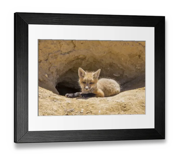 Framed Print : USA, Wyoming, Lincoln County, a red fox kit lays in front of its den in the desert Framed Print : USA, Wyoming, Lincoln County, a red fox kit lays in front of its den in the desert