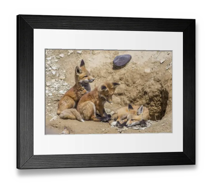 Framed Print : USA, Wyoming, Lincoln County, three Red Fox kits in front of their den Framed Print : USA, Wyoming, Lincoln County, three Red Fox kits in front of their den