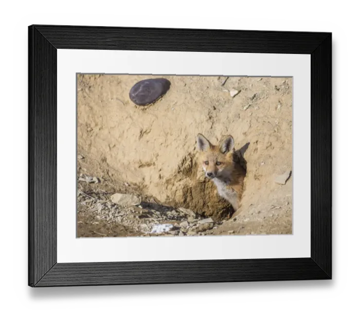 Framed Print : USA, Wyoming, Lincoln County, a Red Fox kit peers from its den Framed Print : USA, Wyoming, Lincoln County, a Red Fox kit peers from its den