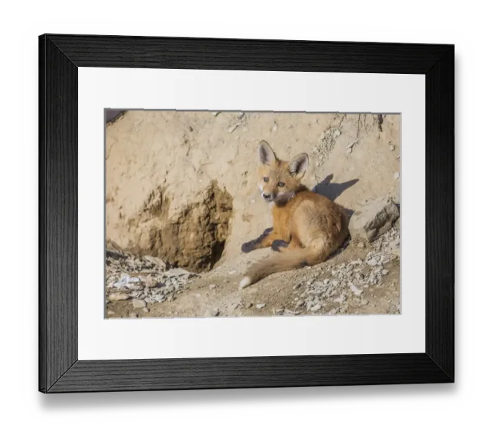 Framed Print : USA, Wyoming, Lincoln County, a Red Fox kit lays in front of his den
