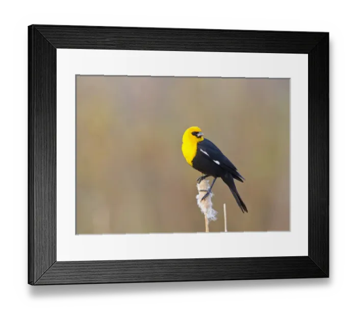 Framed Print : USA, Wyoming, Sublette County, Yellow-headed Blackbird perched on cattail