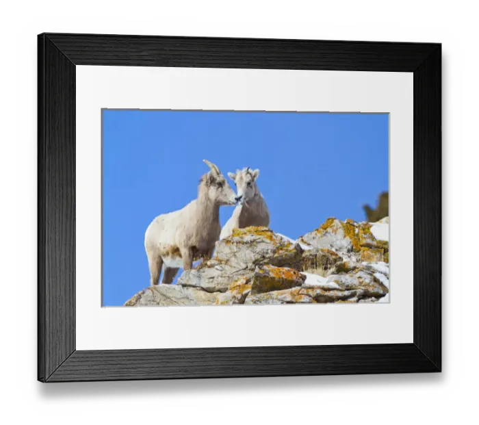 Framed Print : USA, Wyoming, National Elk Refuge, Bighorn Sheep Ewe and Lamb nuzzling on cliff Framed Print : USA, Wyoming, National Elk Refuge, Bighorn Sheep Ewe and Lamb nuzzling on cliff