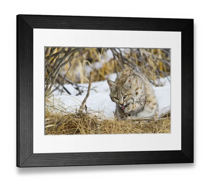 Framed Print : USA, Wyoming, Sublette County, Bobcat in winter grooming paw after feeding on carcass