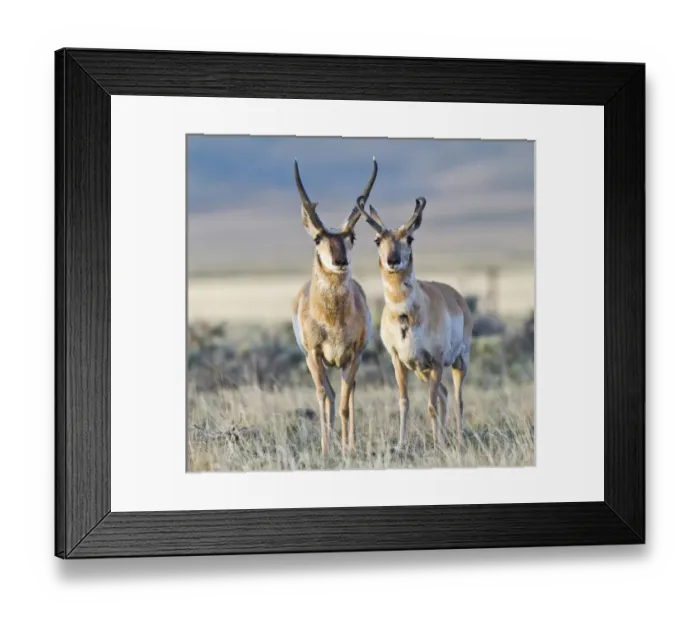 Framed Print : USA, Wyoming, Sublette County, Pronghorn bucks in morning light Framed Print : USA, Wyoming, Sublette County, Pronghorn bucks in morning light