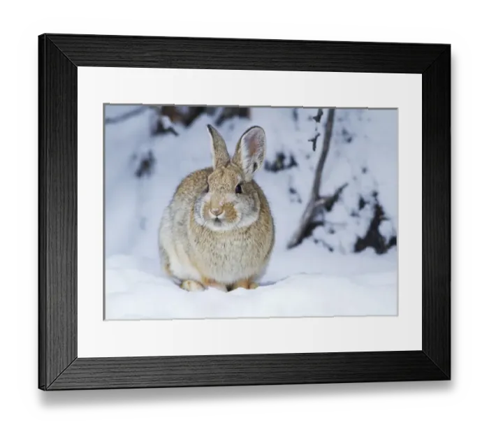 Framed Print : USA, Wyoming, Sublette County, Nuttalls Cottontail Rabbit in snow Framed Print : USA, Wyoming, Sublette County, Nuttalls Cottontail Rabbit in snow