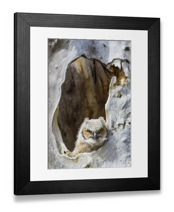 Framed Print : USA, Wyoming, Lincoln County, Great Horned owlet looking out of cavity nest Framed Print : USA, Wyoming, Lincoln County, Great Horned owlet looking out of cavity nest
