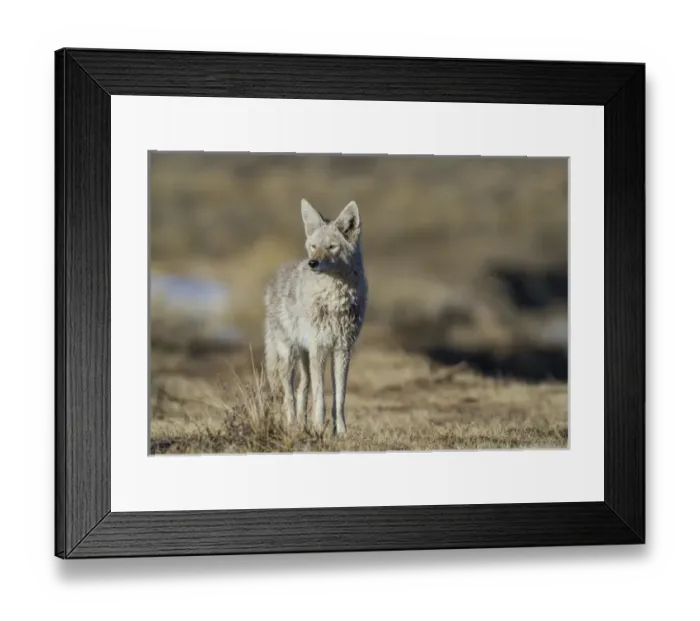 Framed Print : USA, Wyoming, Sublette County, Coyote in morning light Framed Print : USA, Wyoming, Sublette County, Coyote in morning light