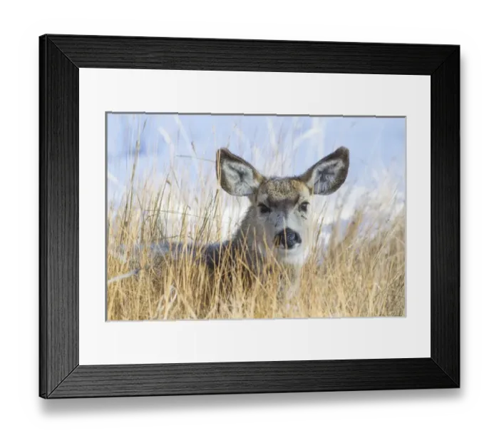 Framed Print : USA, Wyoming, Sublette County, Mule Deer doe resting in grasses Framed Print : USA, Wyoming, Sublette County, Mule Deer doe resting in grasses