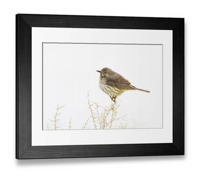 Framed Print : USA, Wyoming, Lincoln County, Sage Thrasher roosting on bush