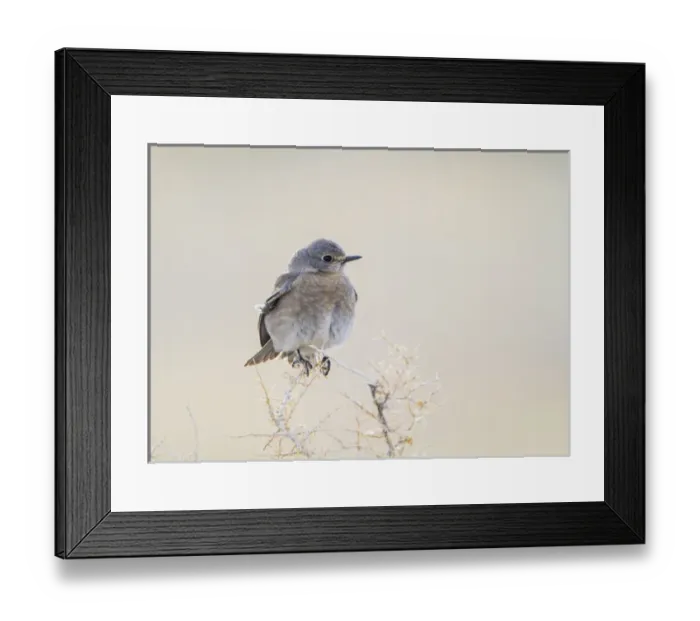 Framed Print : USA, Wyoming, Lincoln County, Female Mountain Bluebird roosting on bush