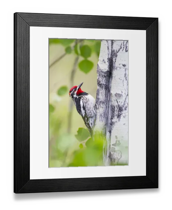 Framed Print : USA, Wyoming, Sublette County, Red-naped Sapsucker on Aspen tree Framed Print : USA, Wyoming, Sublette County, Red-naped Sapsucker on Aspen tree