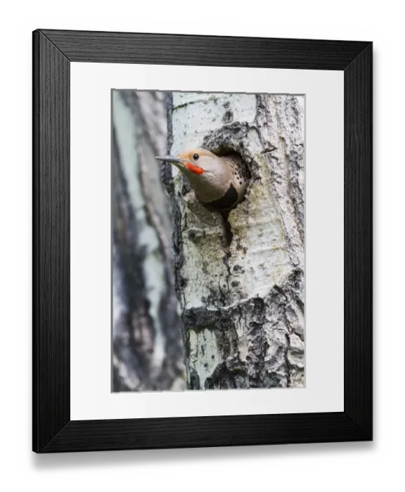 Framed Print : USA, Wyoming, Sublette County, Male Northern Flicker peering from nest cavity