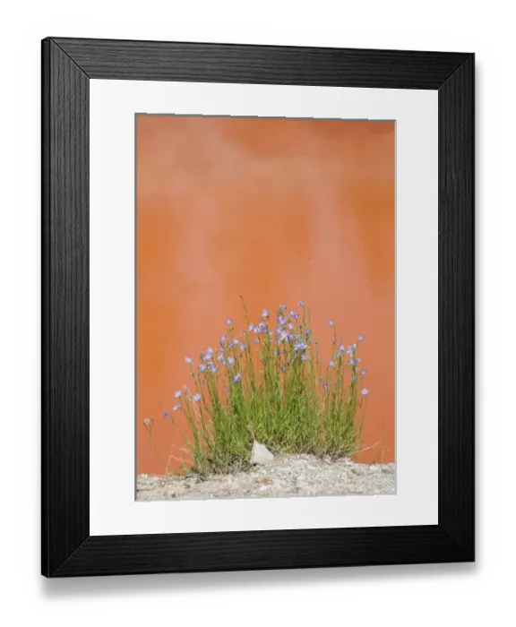 Framed Print : USA, Wyoming, Yellowstone National Park, Harebell flowers blooming beside Tomato Framed Print : USA, Wyoming, Yellowstone National Park, Harebell flowers blooming beside Tomato