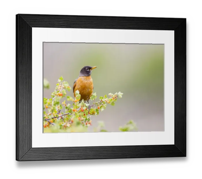 Framed Print : USA, Wyoming, Sublette County, An American Robin sits in a current bush with berries Framed Print : USA, Wyoming, Sublette County, An American Robin sits in a current bush with berries