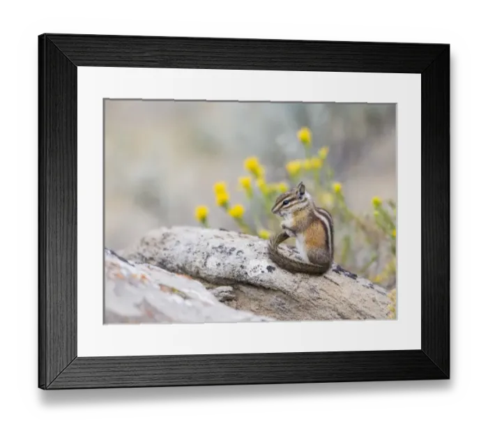 Framed Print : USA, Wyoming, Sublette County, Least Chipmunk with front-legs crossed after grooming Framed Print : USA, Wyoming, Sublette County, Least Chipmunk with front-legs crossed after grooming