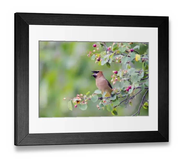 Framed Print : USA, Wyoming, Sublette County, Cedar Waxwing eating fruit from Serviceberry Framed Print : USA, Wyoming, Sublette County, Cedar Waxwing eating fruit from Serviceberry