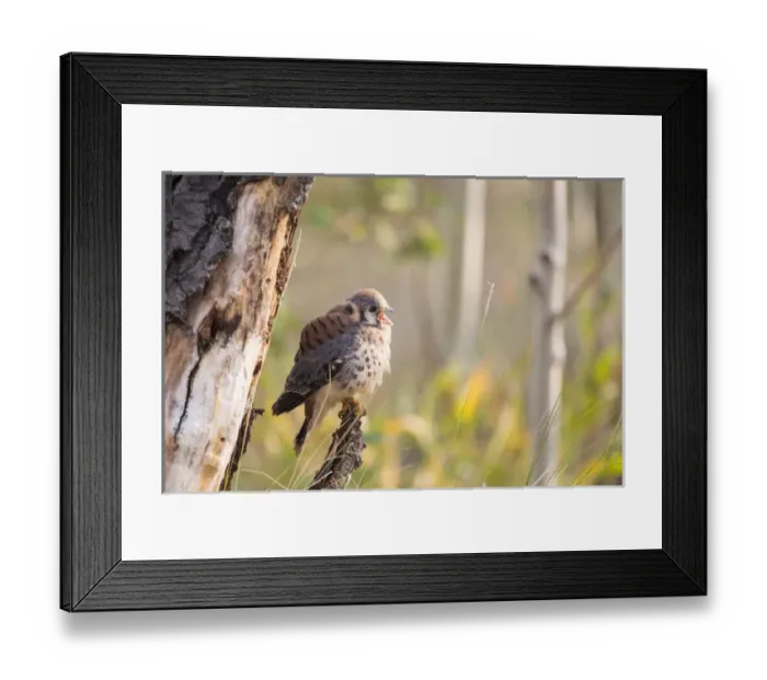 Framed Print : USA, Wyoming, Sublette County, American Kestrel fledgling calling Framed Print : USA, Wyoming, Sublette County, American Kestrel fledgling calling