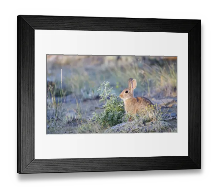 Framed Print : USA, Wyoming, Sublette County, Nuttalls Cottontail Rabbit Framed Print : USA, Wyoming, Sublette County, Nuttalls Cottontail Rabbit