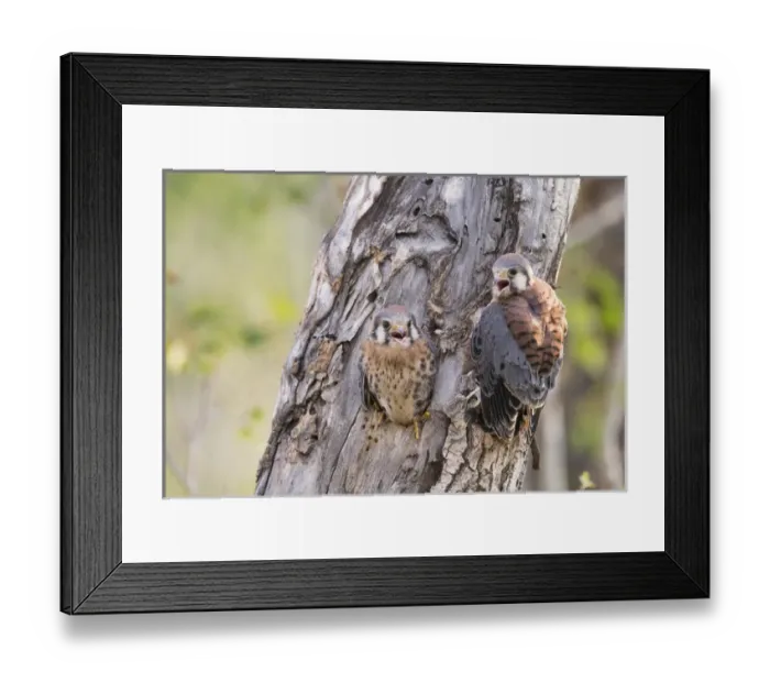 Framed Print : USA, Wyoming, Sublette County, American Kestrels fledging nest Framed Print : USA, Wyoming, Sublette County, American Kestrels fledging nest