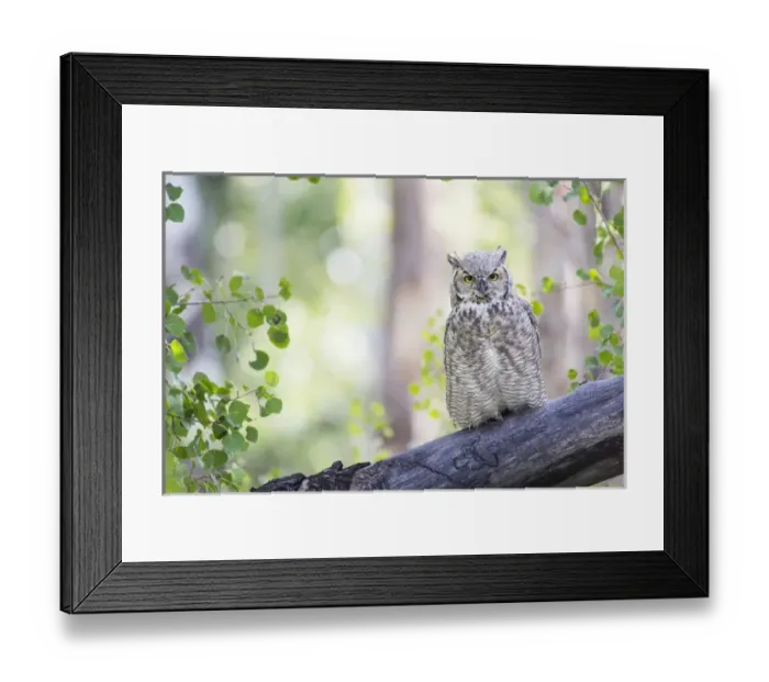 Framed Print : USA, Wyoming, Sublette County, Great Horned Owl roosting on log Framed Print : USA, Wyoming, Sublette County, Great Horned Owl roosting on log