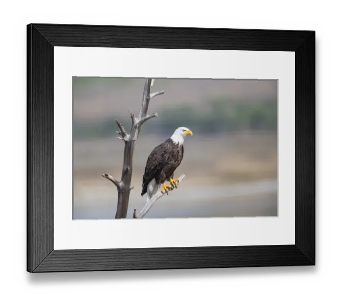 Framed Print : USA, Wyoming, Sublette County, Bald Eagle roosting on snag Framed Print : USA, Wyoming, Sublette County, Bald Eagle roosting on snag