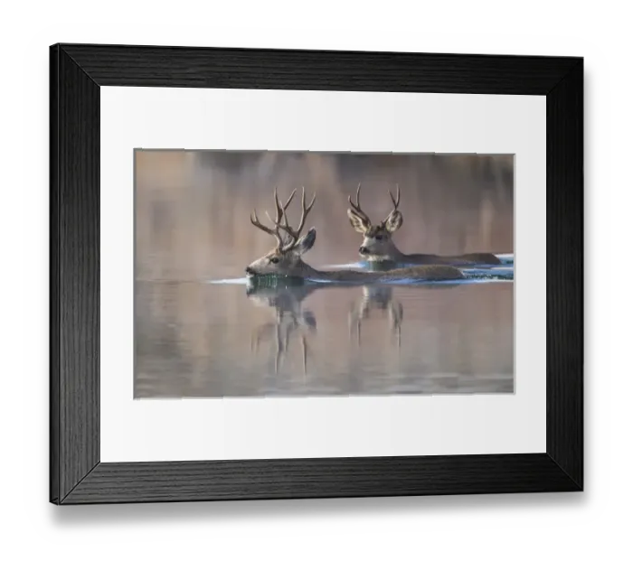 Framed Print : USA, Wyoming, Sublette County, Mule deer bucks swimming lake to migrate Framed Print : USA, Wyoming, Sublette County, Mule deer bucks swimming lake to migrate