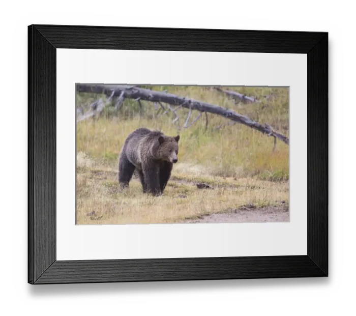Framed Print : USA, Wyoming, Yellowstone National Park, Grizzly Bear Framed Print : USA, Wyoming, Yellowstone National Park, Grizzly Bear