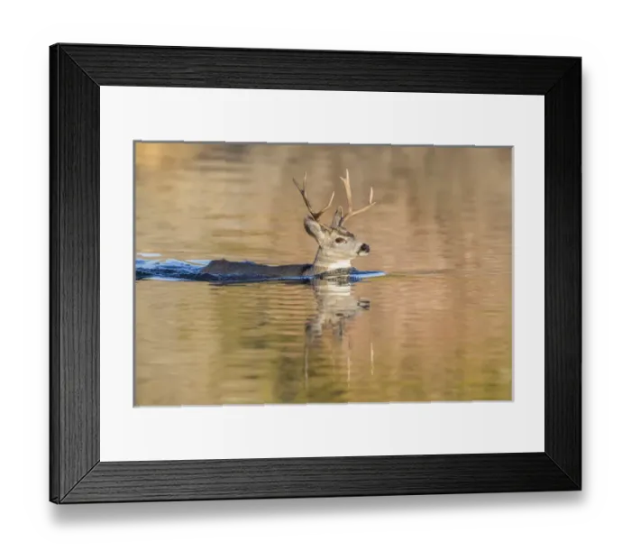 Framed Print : USA, Wyoming, Sublette County, Mule deer buck swimming lake to migrate south