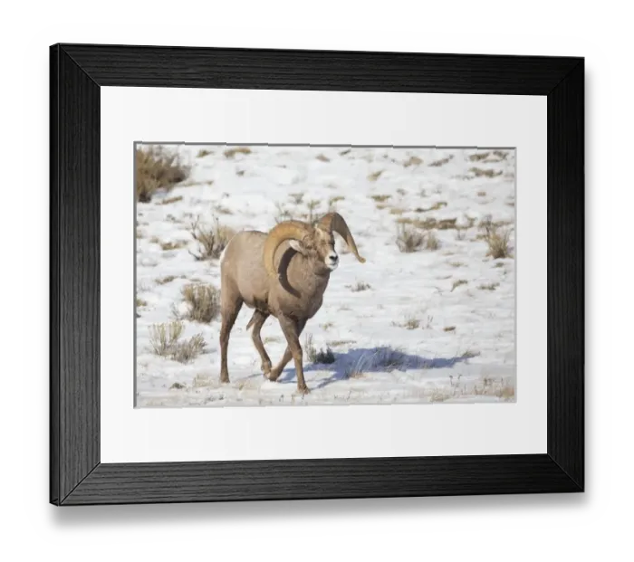 Framed Print : USA, Wyoming, National Elk Refuge, Bighorn sheep ram walking in snow Framed Print : USA, Wyoming, National Elk Refuge, Bighorn sheep ram walking in snow