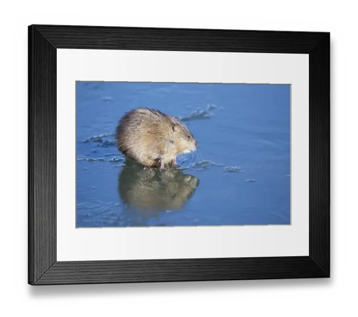 Framed Print : USA, Wyoming, National Elk Refuge, Muskrat on ice with reflection Framed Print : USA, Wyoming, National Elk Refuge, Muskrat on ice with reflection
