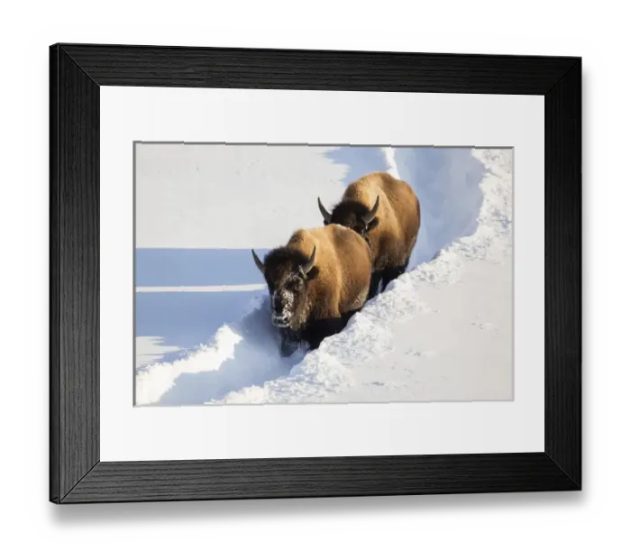 Framed Print : USA, Wyoming, Yellowstone National Park, Bison Cows walking down snow trail in winter Framed Print : USA, Wyoming, Yellowstone National Park, Bison Cows walking down snow trail in winter