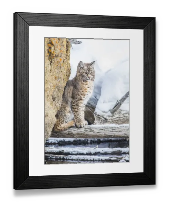 Framed Print : USA, Wyoming, Yellowstone National Park, A bobcat sits along the Madison River in winter