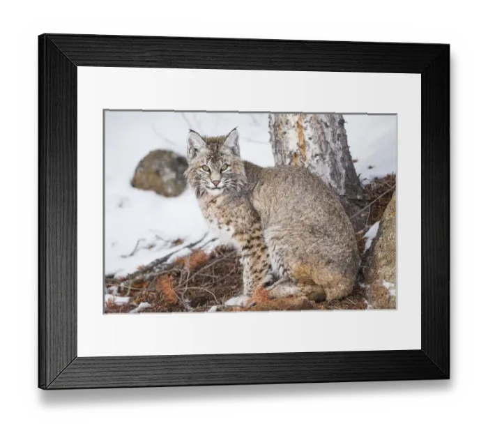 Framed Print : USA, Wyoming, Yellowstone National Park, Bobcat sitting under tree Framed Print : USA, Wyoming, Yellowstone National Park, Bobcat sitting under tree