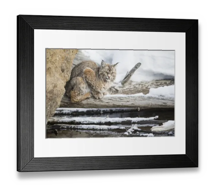Framed Print : USA, Wyoming, Yellowstone National Park, Bobcat on log along Madison River Framed Print : USA, Wyoming, Yellowstone National Park, Bobcat on log along Madison River
