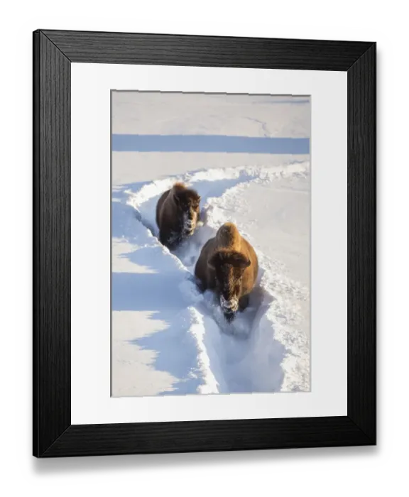 Framed Print : USA, Wyoming, Yellowstone National Park, Bison Cow and calf walking down snow trail Framed Print : USA, Wyoming, Yellowstone National Park, Bison Cow and calf walking down snow trail