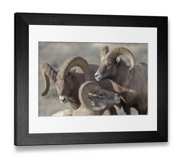 Framed Print : USA, Wyoming, Jackson, National Elk Refuge, a bachelor group of bighorn sheep rams Framed Print : USA, Wyoming, Jackson, National Elk Refuge, a bachelor group of bighorn sheep rams