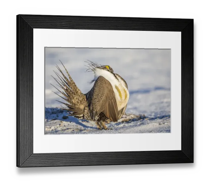 Framed Print : USA, Wyoming, Sublette County, a Greater Sage Grouse displays on a snow-covered lek Framed Print : USA, Wyoming, Sublette County, a Greater Sage Grouse displays on a snow-covered lek