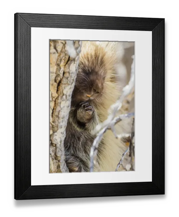 Framed Print : USA, Wyoming, Sublette County, a Porcupine peers from the trunk of a cottonwood tree Framed Print : USA, Wyoming, Sublette County, a Porcupine peers from the trunk of a cottonwood tree