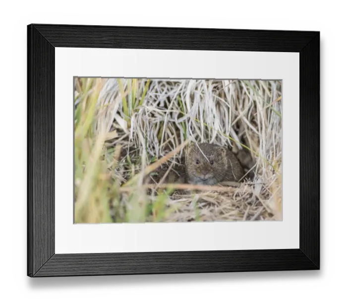 Framed Print : USA, Wyoming, Sublette County, a vole peers from its hole in the ground Framed Print : USA, Wyoming, Sublette County, a vole peers from its hole in the ground