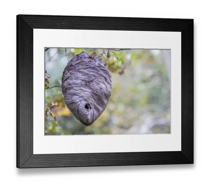Framed Print : USA, Wyoming, Sublette County, a hornets nest hangs from a tree in the autumn Framed Print : USA, Wyoming, Sublette County, a hornets nest hangs from a tree in the autumn