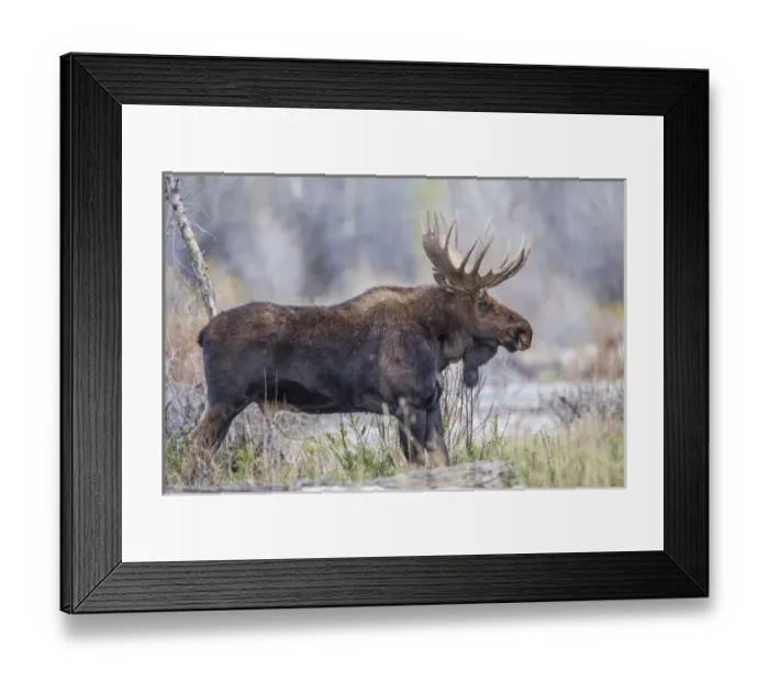 Framed Print : USA, Wyoming, Grand Teton National Park, a bull moose stands along a river bank in Framed Print : USA, Wyoming, Grand Teton National Park, a bull moose stands along a river bank in