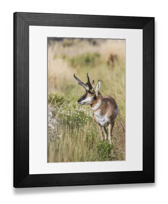 Framed Print : USA, Wyoming, Sublette County, a Pronghorn male stops in the fall grasses Framed Print : USA, Wyoming, Sublette County, a Pronghorn male stops in the fall grasses