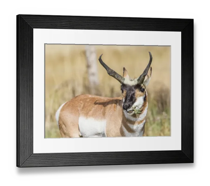 Framed Print : USA, Wyoming, Sublette County, a Pronghorn male eating forbes Framed Print : USA, Wyoming, Sublette County, a Pronghorn male eating forbes