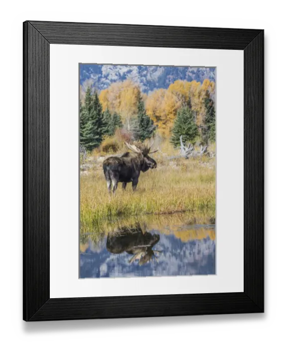 Framed Print : USA, Wyoming, Grand Teton National Park, a Bull Moose stands near the Snake River Framed Print : USA, Wyoming, Grand Teton National Park, a Bull Moose stands near the Snake River
